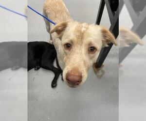 Labrador Retriever Dogs for adoption in Waco, TX, USA