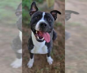 American Pit Bull Terrier-Unknown Mix Dogs for adoption in Augusta, GA, USA