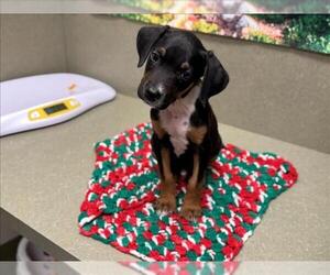 Doberman Pinscher-Unknown Mix Dogs for adoption in Moreno Valley, CA, USA