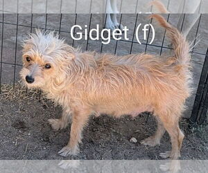 Mutt Dogs for adoption in San Bernardino, CA, USA