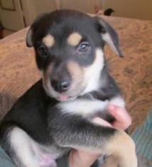 Medium Photo #1 Mutt Puppy For Sale in Dallas, TX, USA