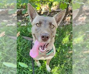 Siberian Husky-Unknown Mix Dogs for adoption in Sacramento, CA, USA