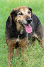 Black and Tan Coonhound Dogs for adoption in Scottsdale, AZ, USA