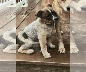 Mutt Dogs for adoption in Garden City, NY, USA