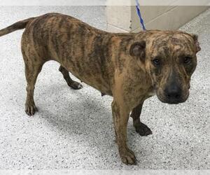 American Pit Bull Terrier-Unknown Mix Dogs for adoption in Conroe, TX, USA