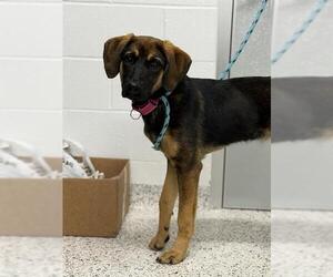 German Shepherd Dog-Redbone Coonhound Mix Dogs for adoption in Canfield, OH, USA