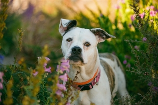 Bullboxer Pit Dogs for adoption in Salinas, CA, USA