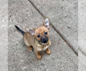 Chiranian Dogs for adoption in Buffalo, NY, USA