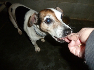 Jack Russell Terrier Dogs for adoption in Ashland, VA, USA