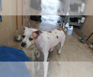 American Bulldog Dogs for adoption in Lacombe, LA, USA