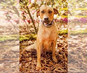 Labrador Retriever Dogs for adoption in Holly Springs, NC, USA