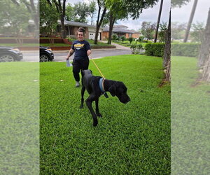Great Dane Dogs for adoption in Bullard, TX, USA