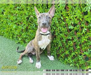 American Pit Bull Terrier-Unknown Mix Dogs for adoption in West Palm Beach, FL, USA