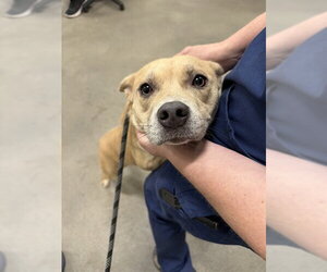 Carolina Dog-Unknown Mix Dogs for adoption in Forestville, MD, USA