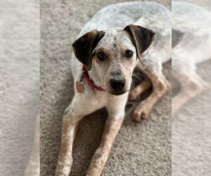 Bluetick Coonhound Dogs for adoption in Fruit Heights, UT, USA