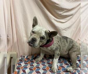 French Bulldog-Unknown Mix Dogs for adoption in Modesto, CA, USA