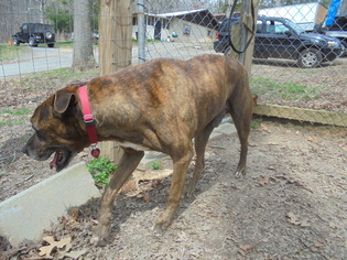 Bullboxer Pit Dogs for adoption in Blairsville, GA, USA