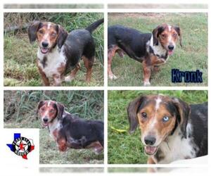 Dachshund Dogs for adoption in Longview, TX, USA