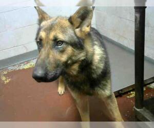 German Shepherd Dog Dogs for adoption in Atlanta, GA, USA