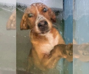 Mutt Dogs for adoption in Rustburg, VA, USA