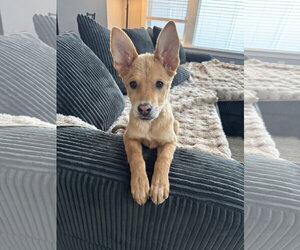 Mutt Dogs for adoption in Sandy, UT, USA