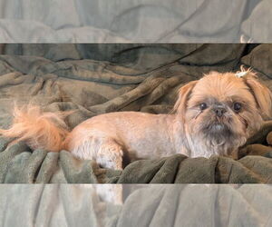 Shih Tzu Dogs for adoption in Bon Carbo, CO, USA