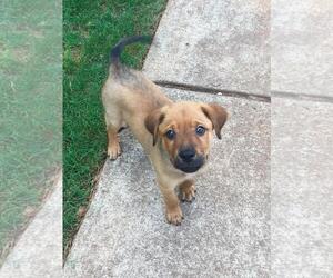 Medium Photo #1 Sheprador Puppy For Sale in Fayetteville, GA, USA