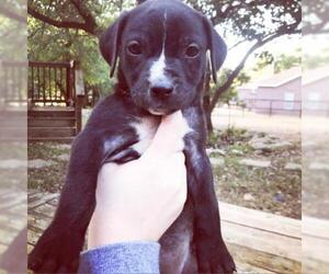 Small Labrador Retriever Mix