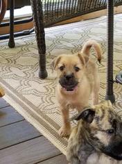Irish Terrier-Unknown Mix Dogs for adoption in Hopewell Junction, NY, USA