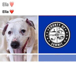American Staffordshire Terrier-Unknown Mix Dogs for adoption in Akron, OH, USA