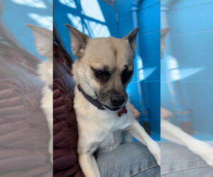 Chihuahua-Unknown Mix Dogs for adoption in Calgary, Alberta, Canada