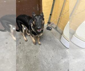 German Shepherd Dog Dogs for adoption in Stockton, CA, USA