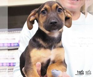 Mutt Dogs for adoption in Washington, DC, USA