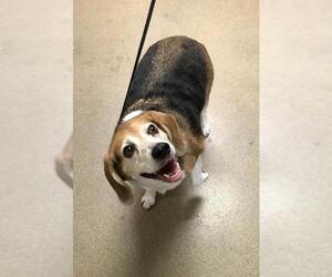 Beagle Dogs for adoption in East Brunswick, NJ, USA