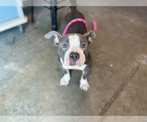 American Bulldog-Unknown Mix Dogs for adoption in Tavares, FL, USA