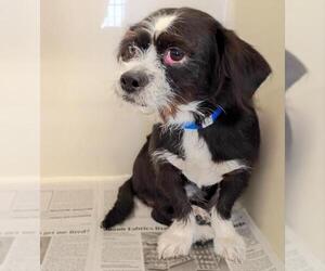 Mutt Dogs for adoption in Las Vegas, NV, USA