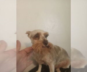 - Mix Dogs for adoption in Bonifay, MO, USA