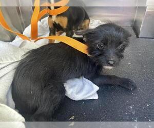 Chihuahua-Unknown Mix Dogs for adoption in San Martin, CA, USA