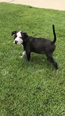 American Pit Bull Terrier Dogs for adoption in Charleston , WV, USA