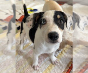 Mutt Dogs for adoption in Bemidji, MN, USA