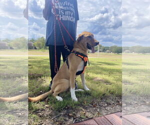 Mutt Dogs for adoption in Rockaway, NJ, USA