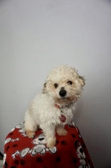 Maltese Dogs for adoption in Sioux Falls, SD, USA