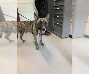 American Pit Bull Terrier Dogs for adoption in Corpus Christi, TX, USA