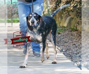 Bluetick Coonhound-Unknown Mix Dogs for adoption in Ann Arbor, MI, USA