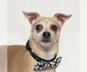 Chihuahua Dogs for adoption in Santa Barbara, CA, USA
