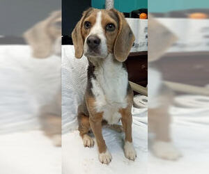 Beagle Dogs for adoption in Minneapolis, MN, USA