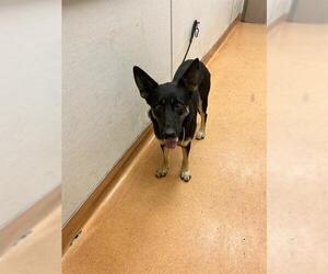 German Shepherd Dog Dogs for adoption in Martinez, CA, USA