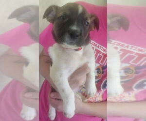 Great Dane-Unknown Mix Dogs for adoption in Amarillo, TX, USA