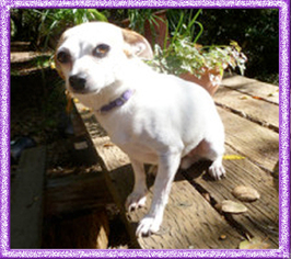 Medium Photo #1 Chihuahua Puppy For Sale in Redding, CA, USA