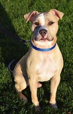 Bullboxer Pit Dogs for adoption in Valparaiso, IN, USA